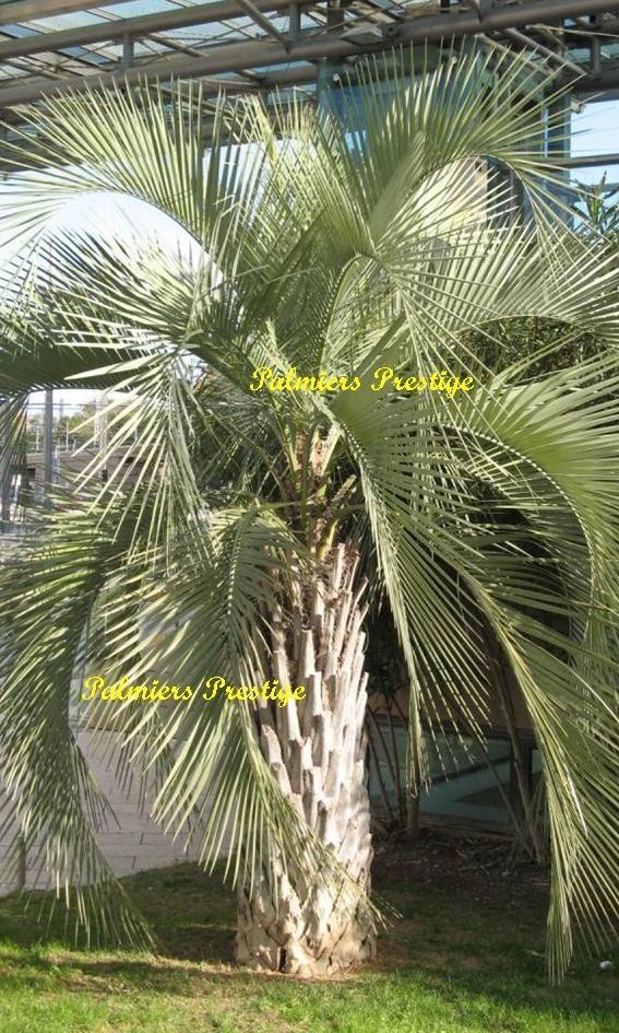 Palmier butia yatay, sujets de 1 m à 3.50 m en vente, idéal au bord d'une piscine cliquez sur la photo pour le découvrir