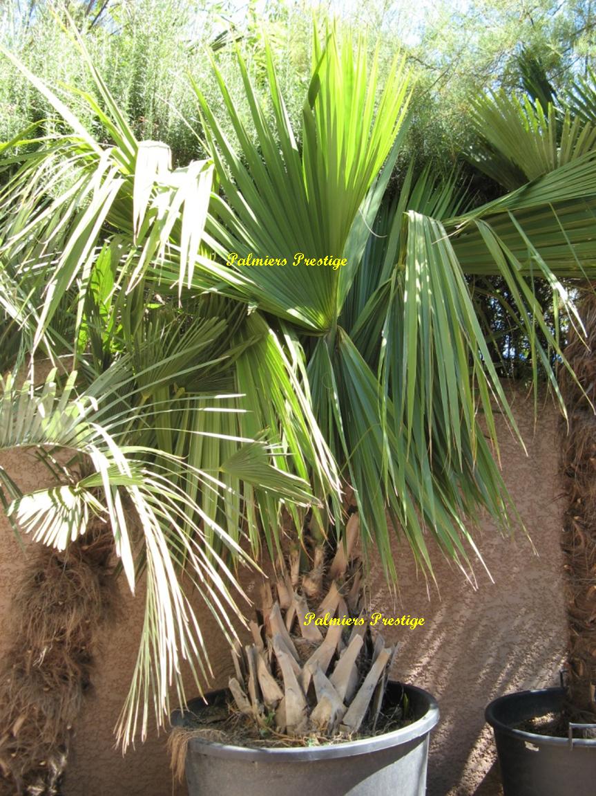 Superbe palmier sabal palmetto qui fructifie !