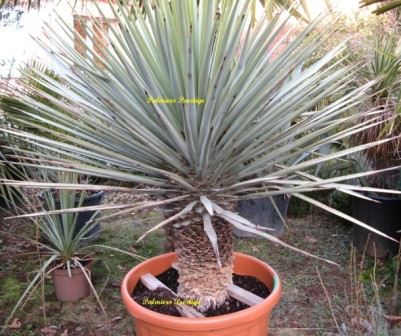 Yucca glauca, extrêmement rustique et rare Réf : YG100